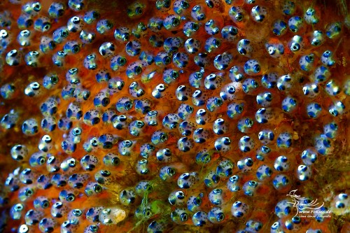 Laich -  Sattelfleck-Anemonenfisch (Amphiprion polymnus)